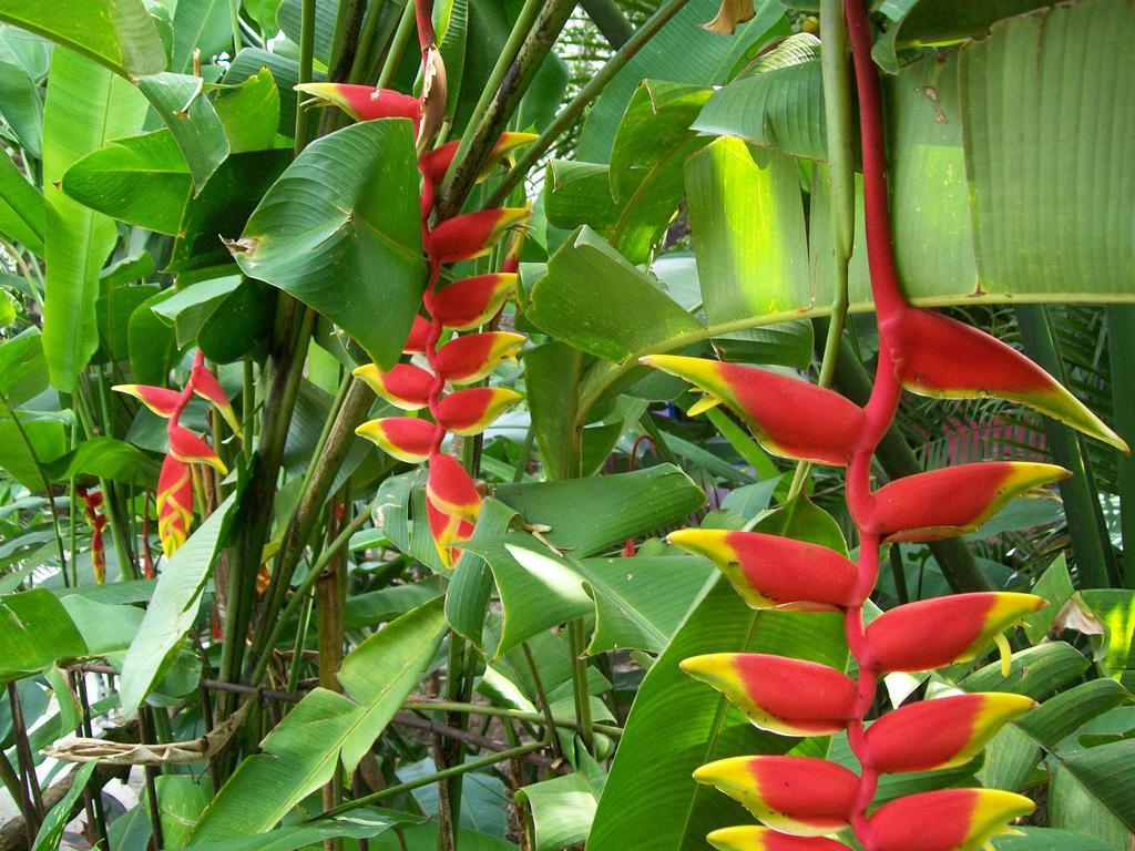 Posada El Jardin Ticul Kültér fotó