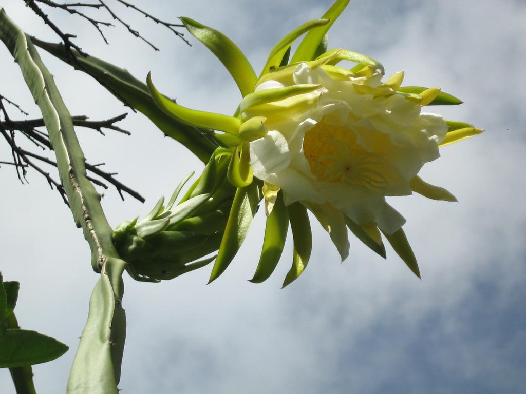 Posada El Jardin Ticul Kültér fotó